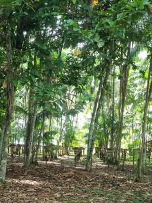 Em Boa Vista do Ramos (a 271 quilômetros de Manaus), uma ação conjunta atestou que o município segue livre da monilíase, doença que afeta lavouras de cacau e cupuaçu. A informação foi divulgada pelo Instituto de Desenvolvimento Agropecuário e Florestal Sustentável do Amazonas (Idam), que acompanhou visitas técnicas realizadas em 120 propriedades locais.