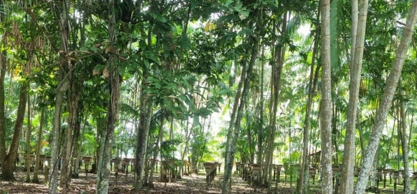 Em Boa Vista do Ramos (a 271 quilômetros de Manaus), uma ação conjunta atestou que o município segue livre da monilíase, doença que afeta lavouras de cacau e cupuaçu. A informação foi divulgada pelo Instituto de Desenvolvimento Agropecuário e Florestal Sustentável do Amazonas (Idam), que acompanhou visitas técnicas realizadas em 120 propriedades locais.